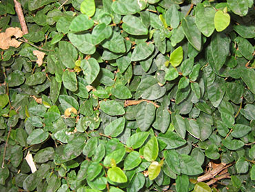 Ficus pumila or Creeping Fig